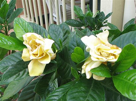 Creating a Magical Garden with Golden Magic Gardenia